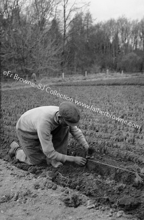 IN THE NURSERY PLANTING THE SHOOTS